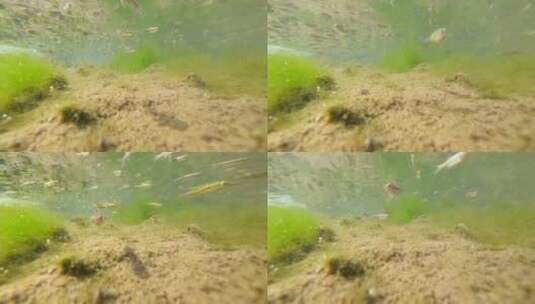 实拍冬天东北河流水下小鱼高清在线视频素材下载