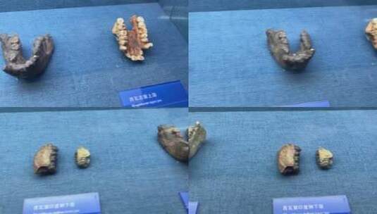 原始人骨架骷髅人类起源高清在线视频素材下载