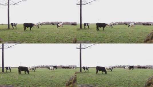草饲奶牛在吃草高清在线视频素材下载