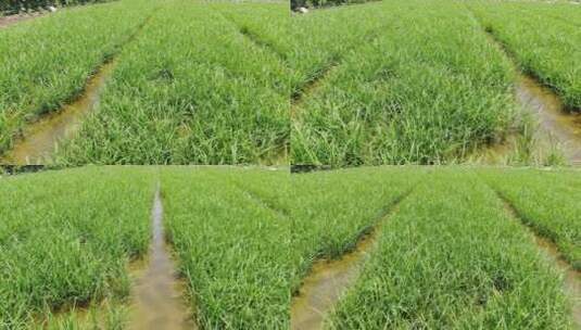 春耕农业种植水稻秧苗高清在线视频素材下载