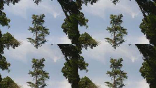 飞过高大树木的鸟高清在线视频素材下载