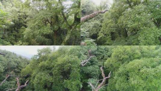 林业相关镜头高清在线视频素材下载