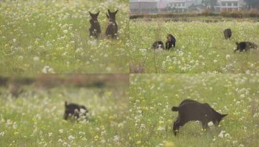 黑山羊在长满了小花的草地上玩耍吃草高清在线视频素材下载