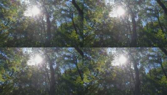 阳光森林4K实拍视频 (128)高清在线视频素材下载