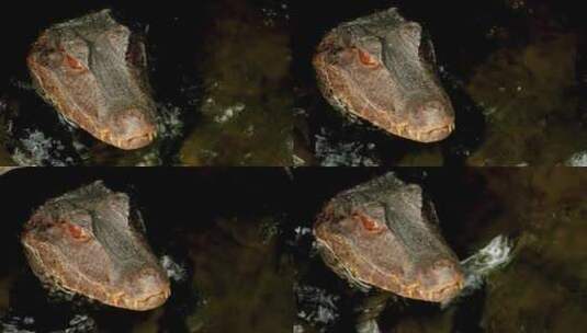 动物园鳄鱼在水中漏出的头高清在线视频素材下载