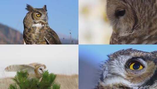 猫头鹰野外鸟类特写镜头合集高清在线视频素材下载