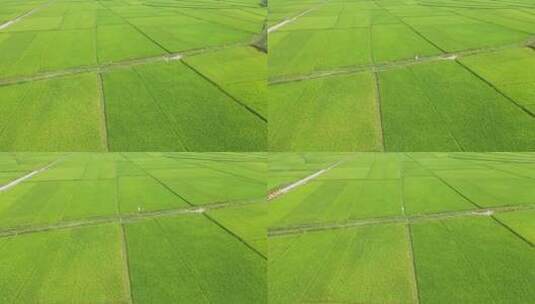 植保无人机洒农药到稻田高清在线视频素材下载