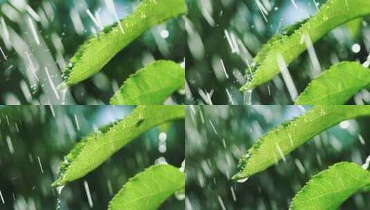 下雨和树叶高清在线视频素材下载