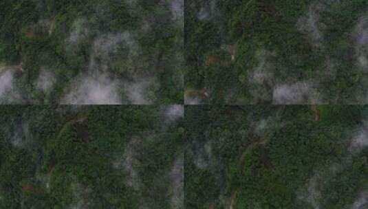 峨眉山云海中的原始森林高清在线视频素材下载
