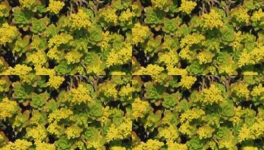 绿色多汁植物的黄色花高清在线视频素材下载