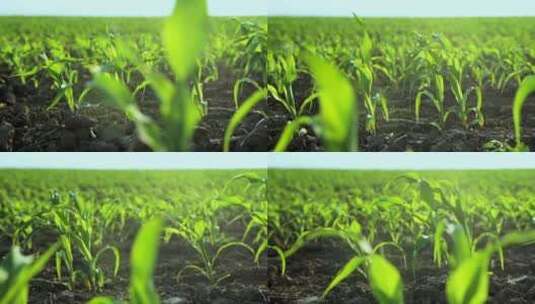 田地里的玉米幼苗高清在线视频素材下载