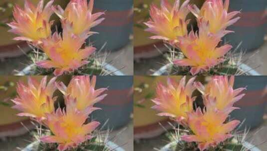 凋谢的龙王丸花朵高清在线视频素材下载