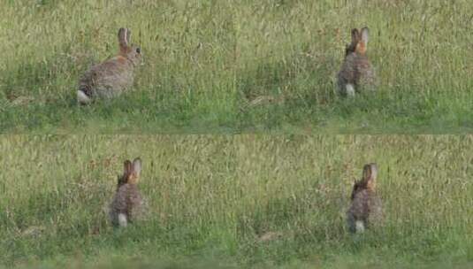 草坪上的野兔高清在线视频素材下载