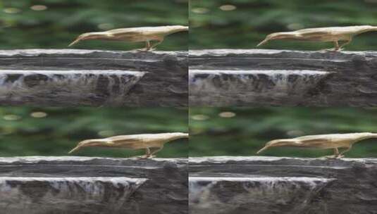 小区公园园林景观水池边小鸟塑像高清在线视频素材下载