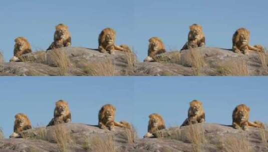 岩石上躺着3只大雄狮高清在线视频素材下载