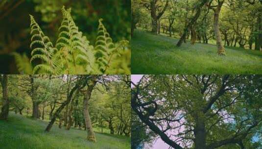 春季夏季森林植物溪水野花唯美合集高清在线视频素材下载