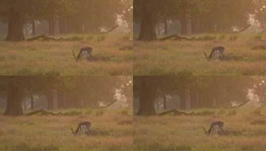草原夕阳下觅食吃草的羚羊高清在线视频素材下载