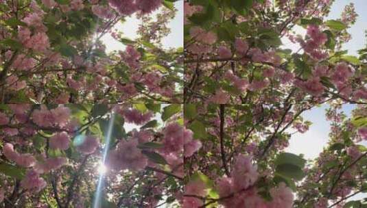 风景-植物-花卉高清在线视频素材下载