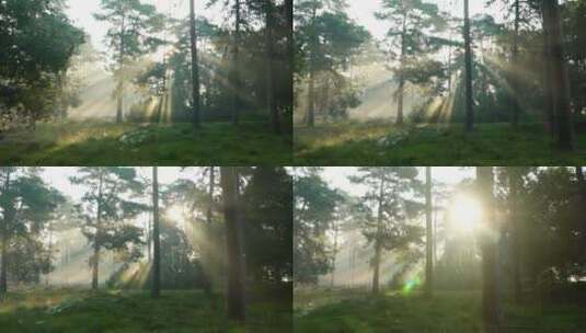 森林里晨雾下的阳光洒向草地高清在线视频素材下载