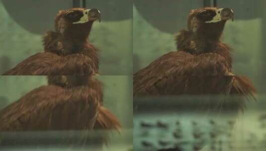 秃鹰老鹰苍蝇标本模型高清在线视频素材下载