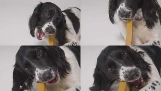 狗吃零食特写高清在线视频素材下载