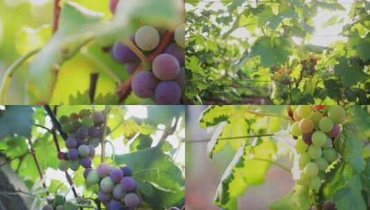 葡萄 葡萄种植 紫葡萄 青提葡萄 葡萄园高清在线视频素材下载