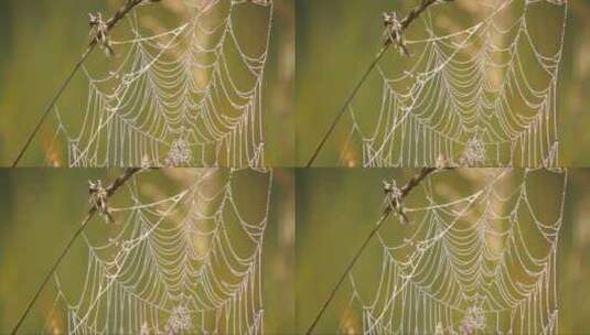 挂满露珠的蜘蛛网 (2)高清在线视频素材下载