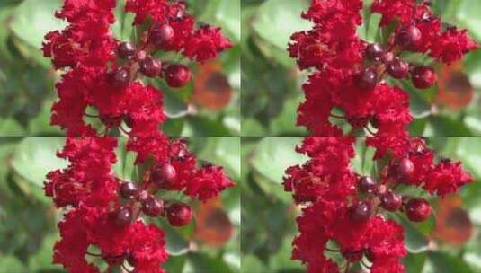 红色的花朵随风摇曳高清在线视频素材下载