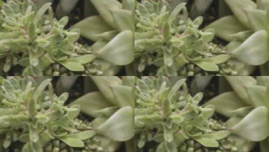 绿色多汁仙人掌植物的叶子细节高清在线视频素材下载