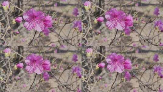 粉红色的杜鹃花 (3)高清在线视频素材下载