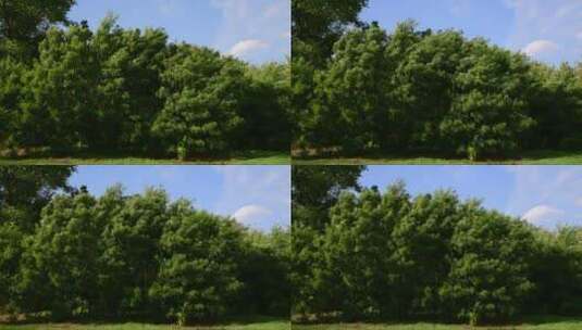 风中摇摆的绿色树木高清在线视频素材下载