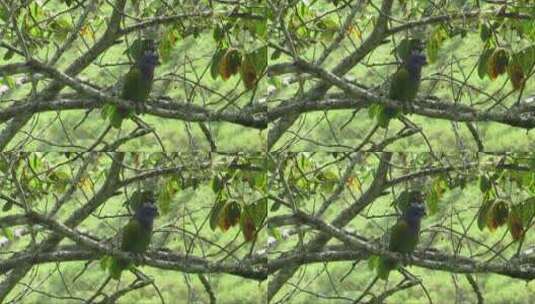 鹦鹉立在树枝上高清在线视频素材下载
