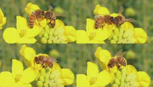 油菜花上的蜜蜂高清在线视频素材下载