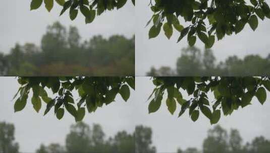 雨中的山毛榉叶高清在线视频素材下载