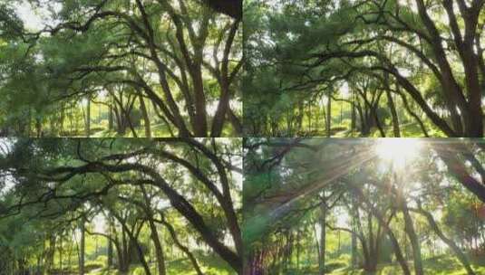 唯美森林树林仰拍阳光大自然高清在线视频素材下载