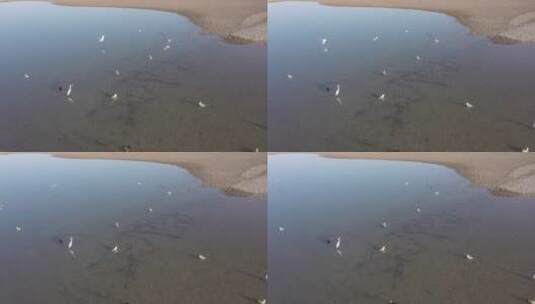 湿地浅滩鸟群高清在线视频素材下载