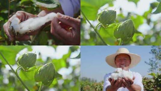 棉花种植高清在线视频素材下载