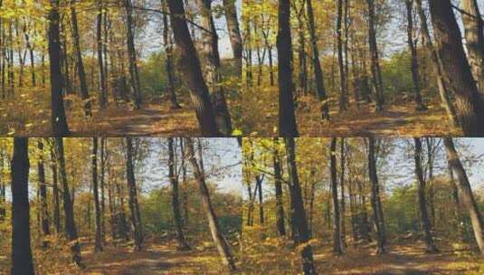 秋天季节下满是金黄落叶的林间小道高清在线视频素材下载
