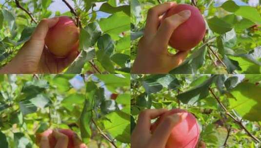 从果树上摘下红苹果镜头特写高清在线视频素材下载