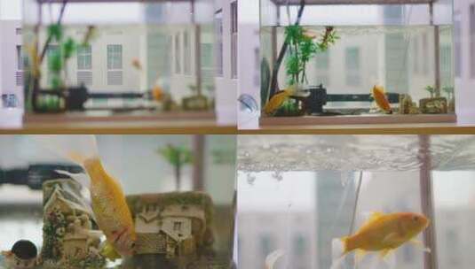 实拍鱼缸金鱼自由的游玩2高清在线视频素材下载