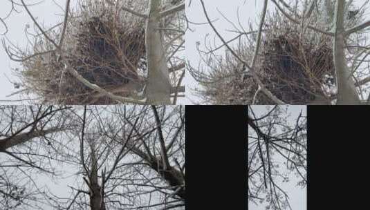 冬天树枝上的白雪视频合集高清在线视频素材下载
