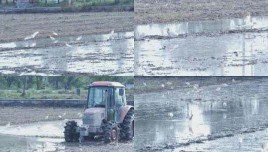 田地里觅食的白鹭高清在线视频素材下载