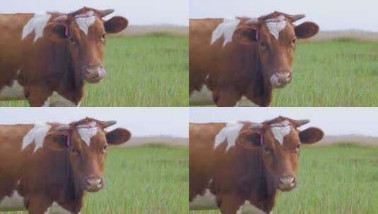 生态牧场黄牛吃草高清在线视频素材下载