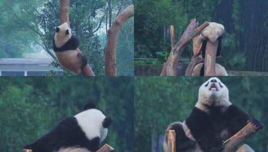 爬树的大熊猫视频合集高清在线视频素材下载