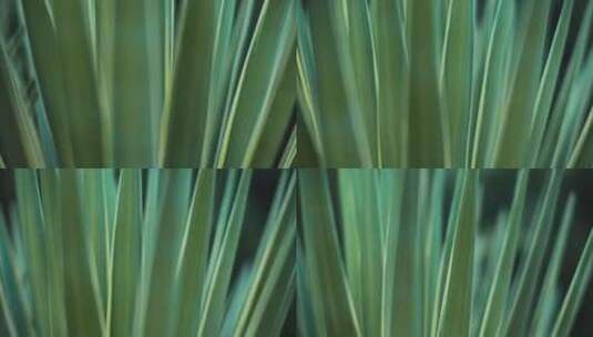 室外蓝色龙舌兰植物特写，浅景深。BMPC高清在线视频素材下载