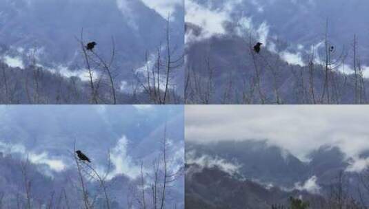 乌鸦在树枝上活动大山高清在线视频素材下载