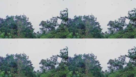 一群燕子在绿色热带树木周围捕食的近景高清在线视频素材下载