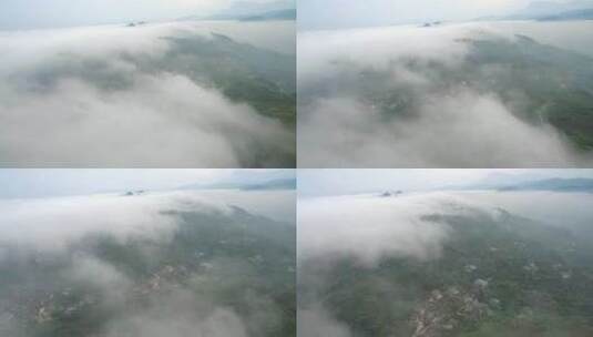 航拍云雾缭绕的四川乐山茶叶基地高清在线视频素材下载