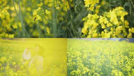 4K慢动作春天山野油菜花蜜蜂采蜜高清在线视频素材下载