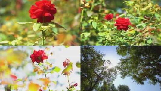 月季花花坛花朵高清在线视频素材下载